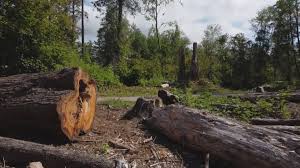 Best Tree Preservation Services  in Whitehouse, TX