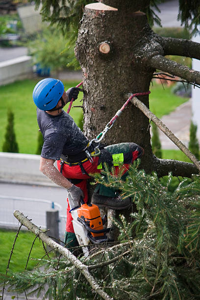 Best Tree Preservation Services  in Whitehouse, TX