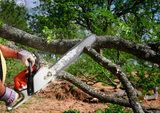 How Our Tree Care Process Works  in  Whitehouse, TX